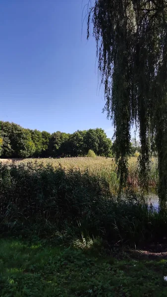 Şehir parkında mükemmel bir göl