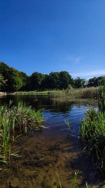 都市公園内の完璧な湖 ストック写真