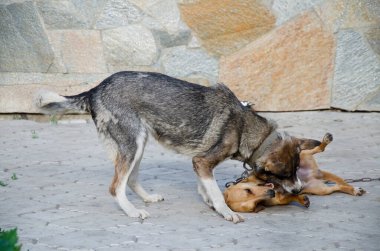 Gri bir köpek ve kırmızı bir Dachshund bahçede neşeyle oynuyorlar..