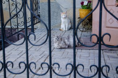 İki kedi evin verandasında oturuyor, veranda gri fayanslarla kaplı, metal çitlerle açılıyor..