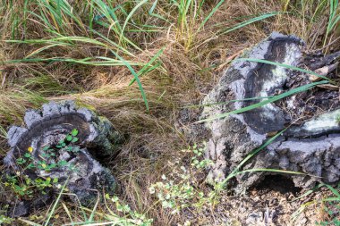 Çam ormanlarında huş ağaçları, ormanlarda otlar.