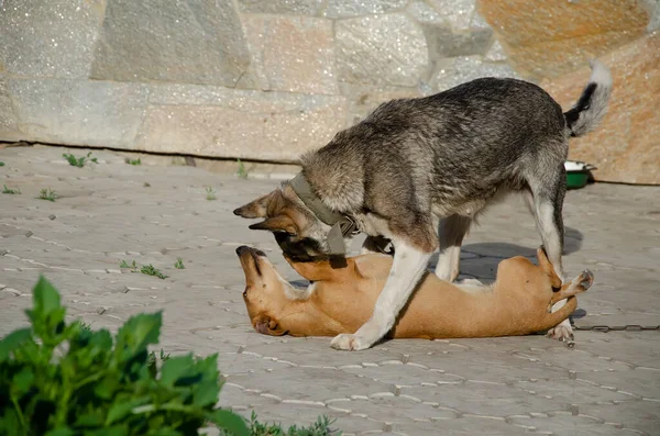 Seekor Anjing Abu Abu Dan Dachshund Merah Bermain Riang Halaman — Stok Foto