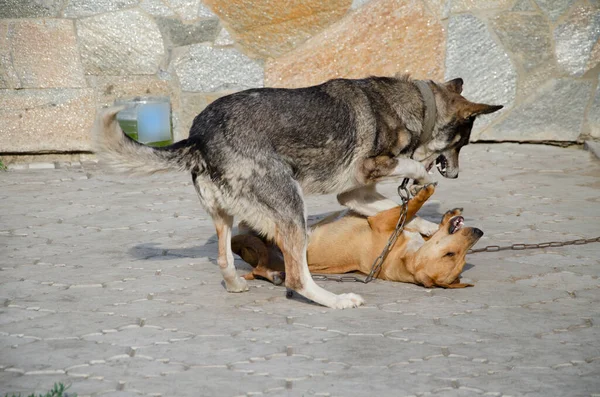 一只灰色的狗和一只红色的腊肠在院子里欢快地玩耍 — 图库照片