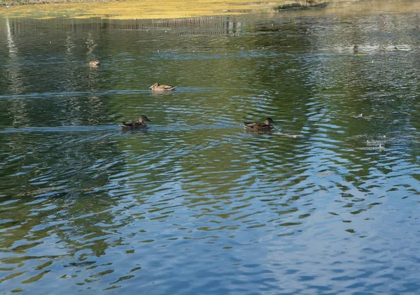 Wildenten Schwimmen Auf Dem Teich Und Suchen Nahrung — Stockfoto