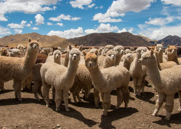 位于安第斯山脉库斯科附近的秘鲁羊驼放牧群 — 图库照片
