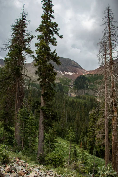 Stromy Divočině Coloradu Poblíž Telluride — Stock fotografie