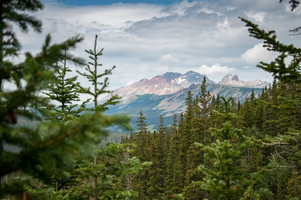 Bomen Een Wildernis Gebied Colorado Buurt Van Telluride — Stockfoto