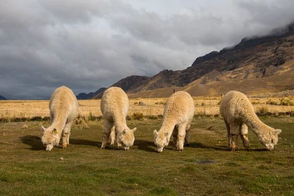 Alpacas Csorda Legeltetés Peruban Cusco Közelében Andok Hegységben — Stock Fotó