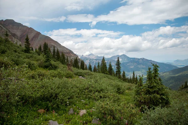 Árvores Uma Área Selvagem Colorado Perto Telluride — Fotografia de Stock