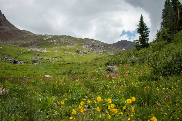 Colorado dağlarında, Telluride yakınlarında canlı yeşil bir tepenin üzerinde güzel kır çiçekleri.