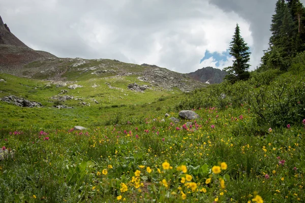 Krásné Divoké Květiny Pulzujícím Zeleném Kopci Horách Colorada Poblíž Telluride — Stock fotografie
