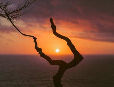 Kaliforniya 'da çıplak bir ağacın silueti ve gün batımı