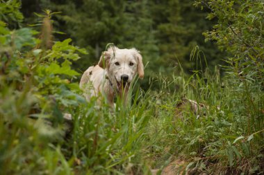 Colorado 'da yürüyüş yapan sevimli bir köpek yavrusu.