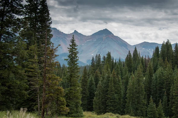 Деревья в дикой местности Колорадо — стоковое фото