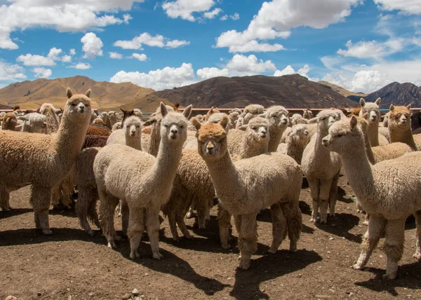 Cusco yakınlarındaki Peru 'da otlayan Alpacas Sürüsü