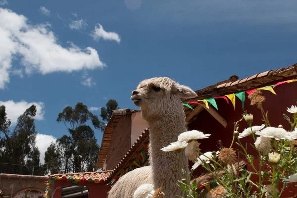 Mignon alpaga dans un village près de Cusco, Pérou — Photo