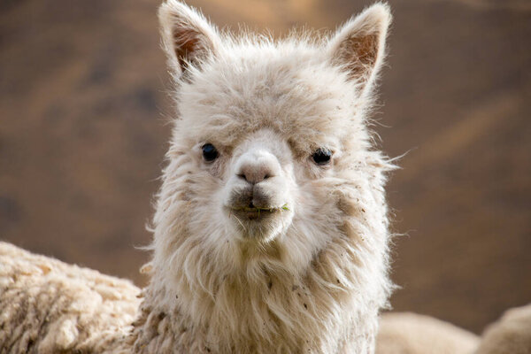 Cute close up of a Peruvian alpaca near Cusco, Peru