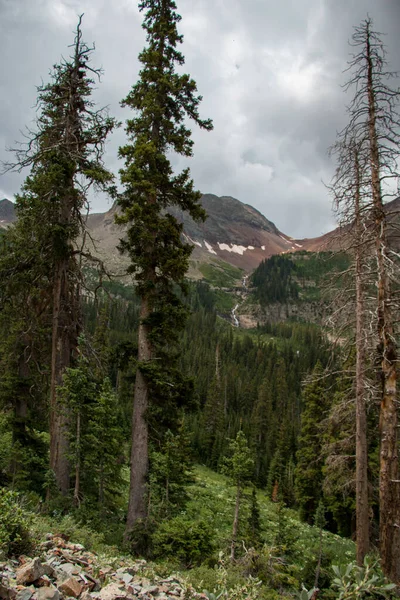 Stromy v divočině v Coloradu — Stock fotografie