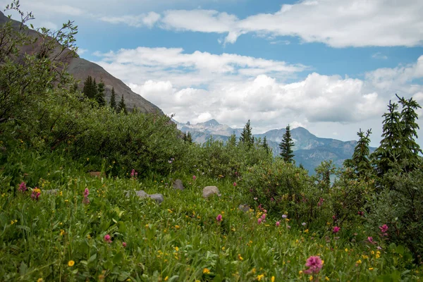 Полевые цветы на оживленном зеленом холме в Колорадо — стоковое фото