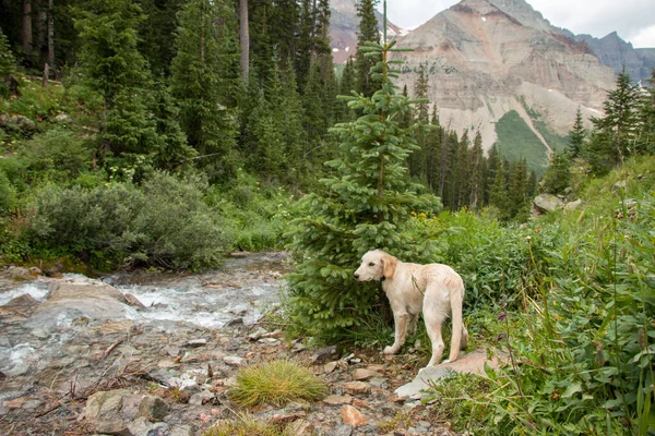 A cute puppy on a hike in Colorado — Stock Photo, Image