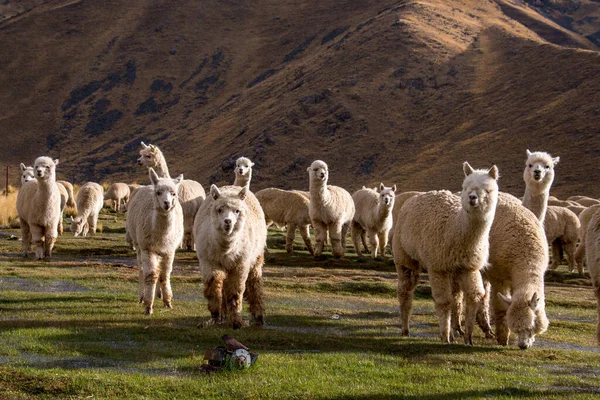Cusco yakınlarındaki Peru 'da otlayan Alpacas Sürüsü