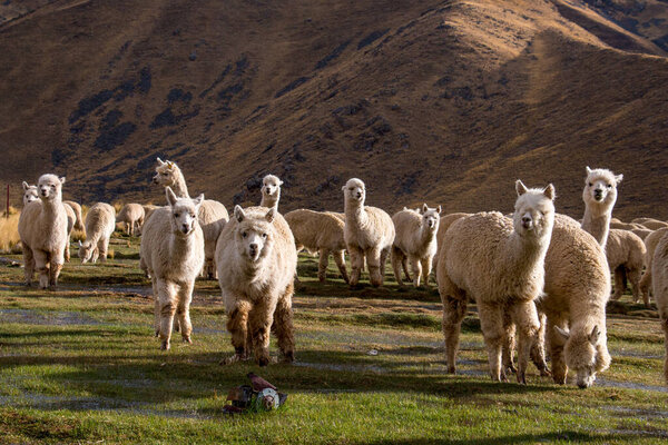 Herd of Alpacas Grazing in Peru, near Cusco