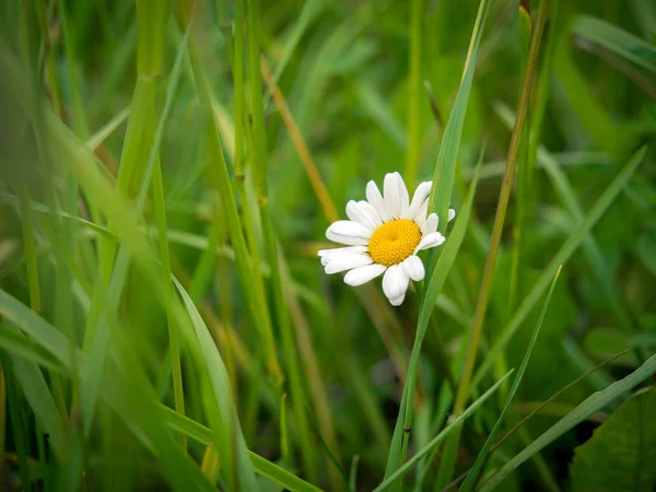Daisy whee yeşil çim flowerl
