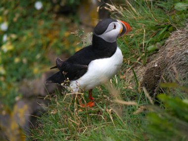 Tatlı Atlantik Puffin kuş duran bir çimenli uçurumda (profil görünümü, Latrabjarg Region, Izlanda)