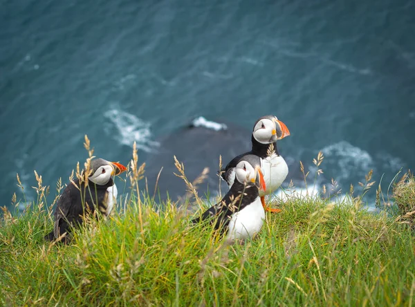 Atlantik Okyanusu (Latrabjarg bölgesi, Izlanda) sörf suyu üzerinde bir çimenli uçurumun üzerinde ayakta üç puffins (fraterfatih Arctica))