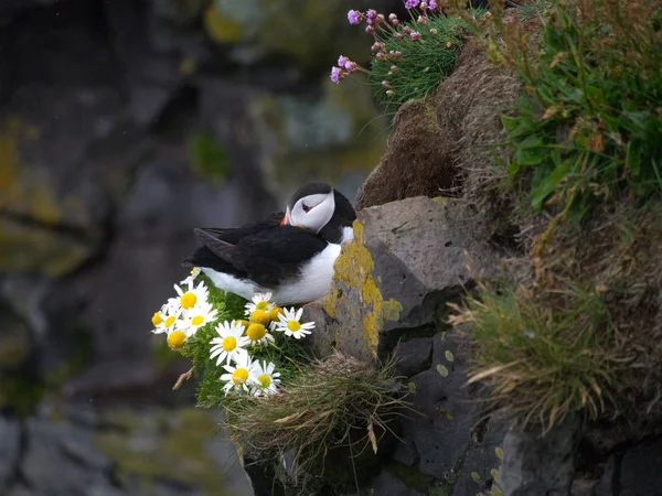 Vista Superior Bonito Pássaro Puffin Atlântico Que Aquece Próprio Bico — Fotografia de Stock