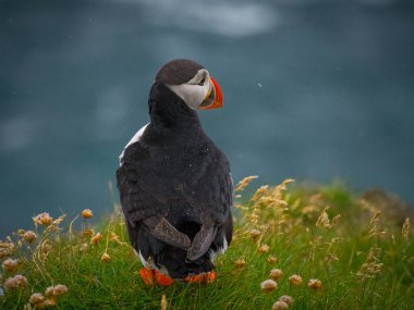 Atlantik Okyanusunun sörf suyu üzerinde bir çimenli uçurumun üzerinde duran ve okyanusa bakan Atlantik Puffin (arka görüş, Latrabjarg bölgesi, Izlanda)