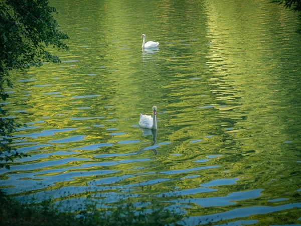 Deux Cygnes Blancs Nageant Séparément Dans Étang Objet Sélectionné — Photo