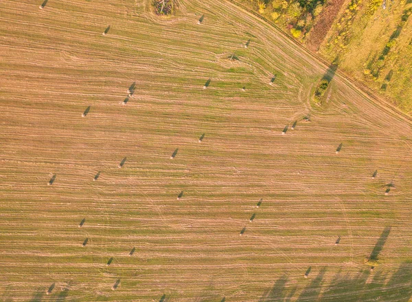 農業分野の上空図を見下ろす フィールドエアドローンショットで乾燥した草の丸い束 冬の季節に牛に餌を与えるために干し草のベール 長い影を持つ田舎の自然景観 — ストック写真