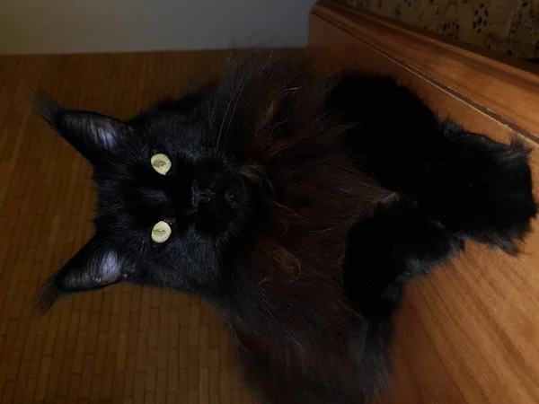 黒いメインクーンの肖像画 暗い部屋のテーブルの上に座っている緑の目を持つ猫 — ストック写真