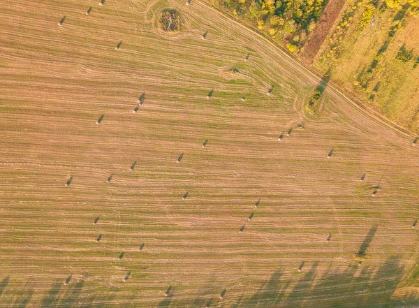 Tarım Alanının Havadan Görünümü Aşağıdan Aşağıya Sahada Kuru Demetleri Yuvarlak — Stok fotoğraf