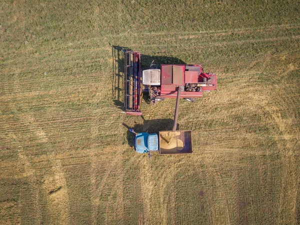 Aerial drone view of a filling process during farm work. Combine harvester loads corns to the truck in a field. Penza region, Russia.