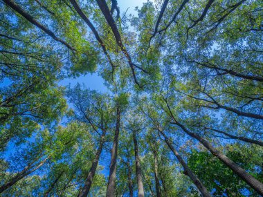 Yaz ormanına mavi gökyüzüne karşı birleşen uzun boylu farklı yapraklı ağaçların perspektif görünümü. Balık gözü lensi, aşağıdan yukarıya bak. Orta Rusya bölgesi.