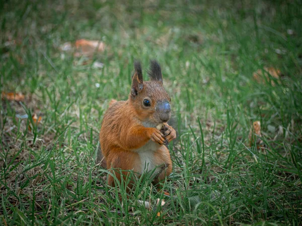 Ardilla Roja Sienta Hierba Verde Mira Alrededor Parque Tsaritsyno Ciudad — Foto de Stock