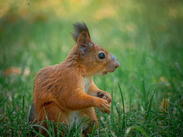 Eastern Gray Squirrel Sits Green Grass Look Tsaritsyno Park Moscow — Stock Photo, Image