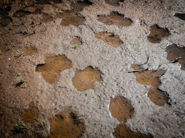 Bir sürü su birikintisi olan su dolu bir yüzey. Su birikintileriyle bataklık yüzeyi toprağı. 
