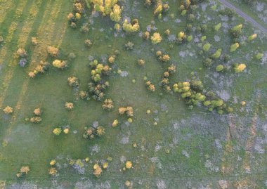 Yeşil çimenli ve bir sürü ağaçlı çayırların yukarıdan görünüşü. Sahada bir sürü ayakta duran ağaçla hava görüntüsü. Kırsal bölgenin dokusu gibi görünüyor.. 