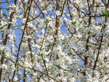 Çiçek açan erik serasus. Beyaz çiçekli bir sürü kiraz ağacı dalı, seçici bir odak noktası. Görüntüyü kapat.