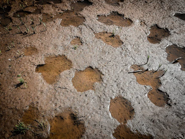 Bir sürü su birikintisi olan su dolu bir yüzey. Su birikintileriyle bataklık yüzeyi toprağı. 
