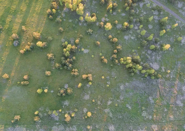 Vista Aérea Cima Para Baixo Prado Com Grama Verde Muitos — Fotografia de Stock