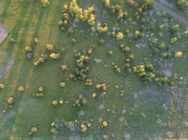 緑の芝生と木々の多くのグループと牧草地の空中トップダウンビュー 多くの無料立木とフィールドのエアショット 田舎の地形のテクスチャのように見えます — ストック写真