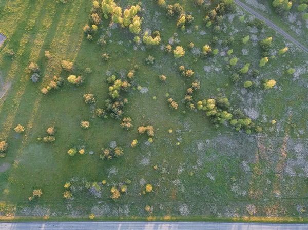 Yeşil Çimenli Çayırların Yol Kenarındaki Ağaçların Yukarıdan Görünüşü Otobanın Kenarında — Stok fotoğraf