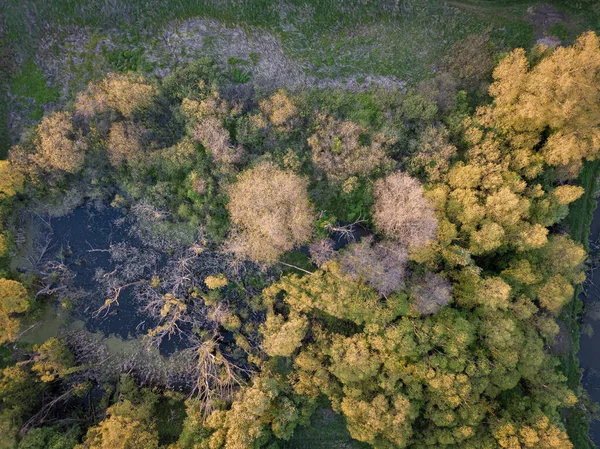 Terreno Paludoso Aerea Vista Dall Alto Verso Basso Alberi Con — Foto Stock