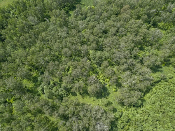 Вид Повітря Лісовий Зародок Літній Сонячний День Зелені Дерева Ростуть — стокове фото