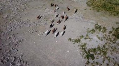 İnek sürüsü göçünün havadan görünüşü. Bozkırda seyrek bitki yetiştiren inekler. Çayırda hareket eden memeliler. Güneşli bir gün.