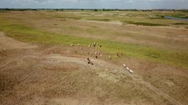 İnek sürüsü göçünün havadan görünüşü. Bozkırda seyrek bitki yetiştiren inekler. Çayırda hareket eden memeliler. Güneşli bir gün.